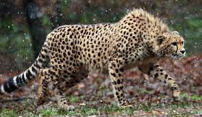 cheetah